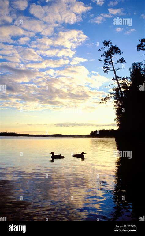 Pair Of Loons Hi Res Stock Photography And Images Alamy