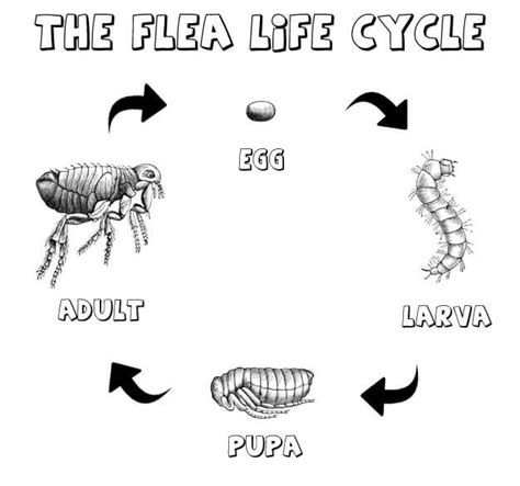 flea-life-cycle - The Well Groomed Pet