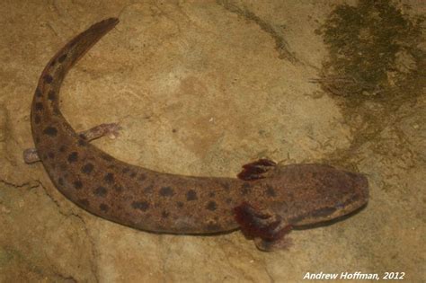 PA HERP IDENTIFICATION » Common Mudpuppy