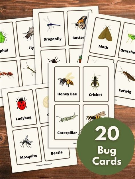 Free Set Of 20 Insect Flashcards Flashcards Printable Flash Cards