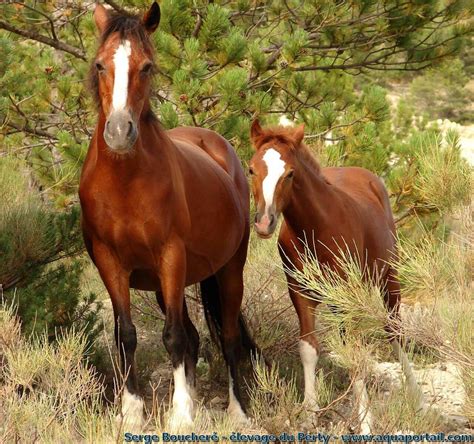 Animal Domestique Définition Et Explications