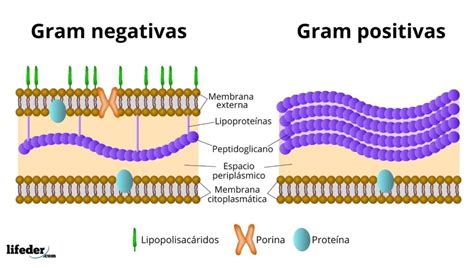 Gram negativas características estructura ejemplos