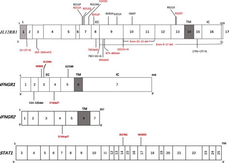 Mutated Alleles Of The Il Rb Gene Schematic Representation Of The