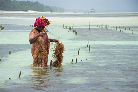 Le Spiagge Pi Belle Di Zanzibar