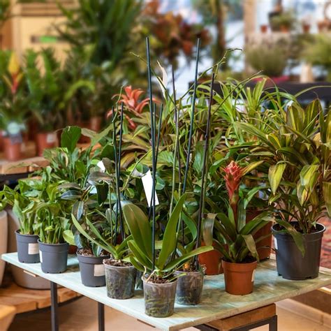 plant center images    freepik