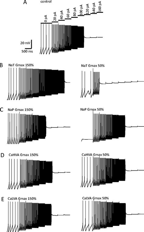 Contribution Of Individual Ionic Currents To Depolarization Block Db Download Scientific