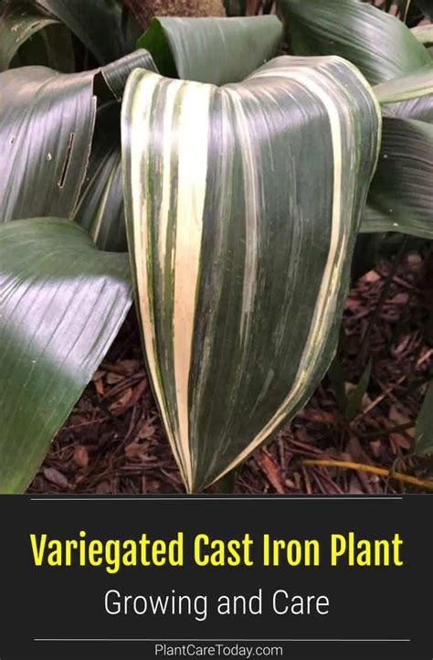 Variegated Cast Iron Plants Care And Maintenance Tips