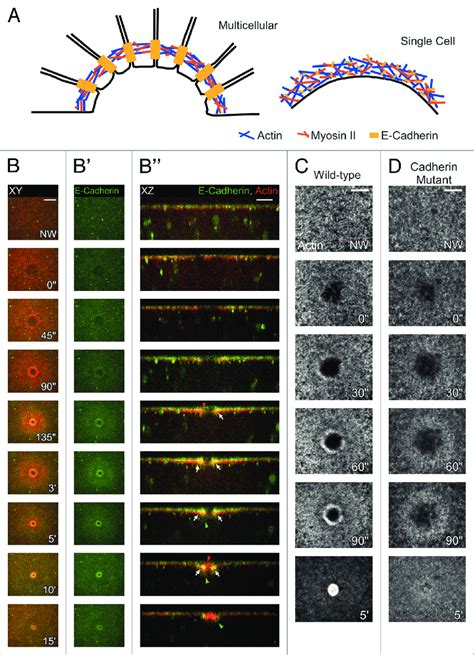 E Cadherin Mediates The Interaction Between The Plasma Membrane And The