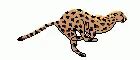 Cheetah Running GIF - Cheetah Running Dash - Discover & Share GIFs