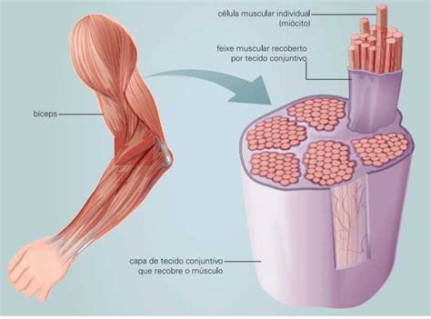 Celula Muscular