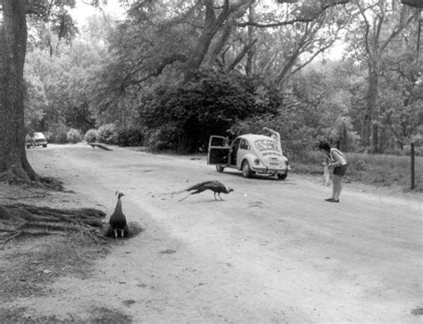 Woman Feeding Peacocks Along Genius Drive I Grew Up Driving Through