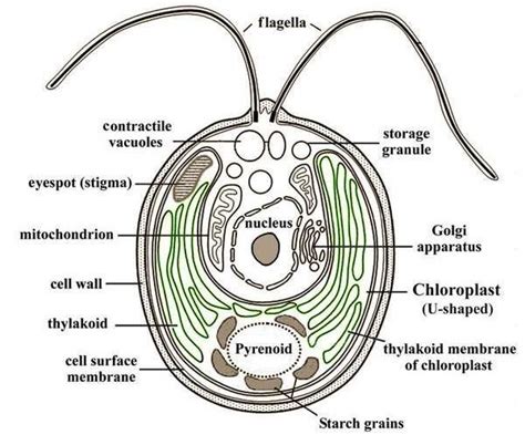 Kingdom Protista Organisms