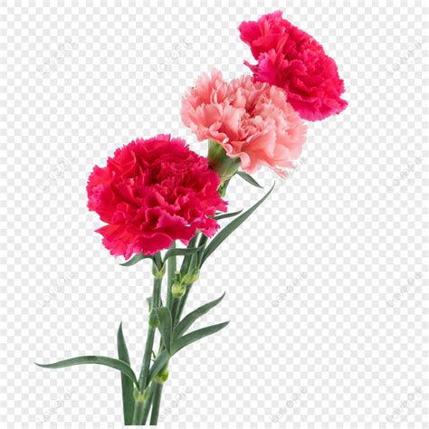 Mothers Day Carnation Flower Mother Flowers Green Leaf Flowers Png