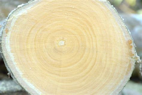 Cross Section Cut Log Wood Stock Image Image Of Yellow 54871219