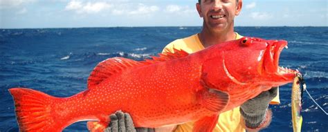 Red Coral Trout Or Plectropomus Punctatus Rod Fishing Club