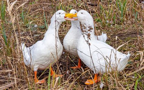 Why Do Ducks Quack So Much Learnpoultry