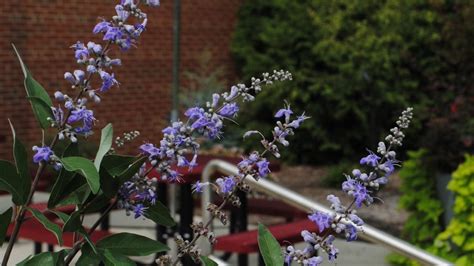 Secrest Arboretum Hosts Online Fall Plant Sale