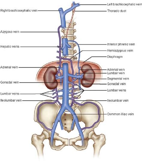 This Diagram Shows The Diverse Venous Interconnections Between The