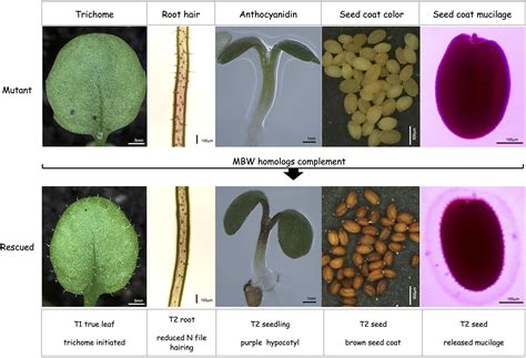 Arabidopsis Thaliana Seeds