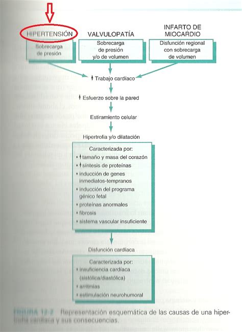 Patología HTA Y CARDIOPATÍA HIPERTENSIVA