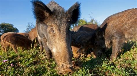 Allarme Peste Suina In Lombardia Coldiretti Fermare L Invasione Dei