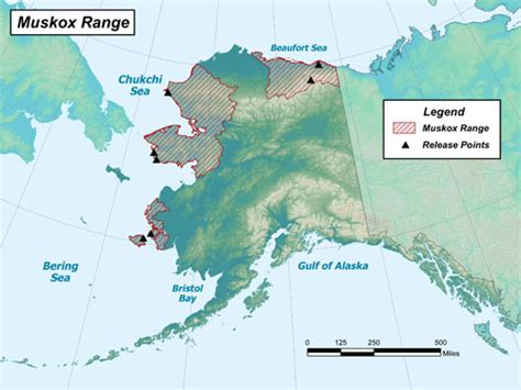 Muskox Hunting Information, Alaska Department of Fish and Game