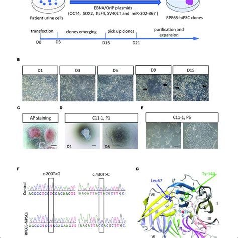 Detection Of Low Abundance MRNA Using In Situ HCR A D In Situ HCR