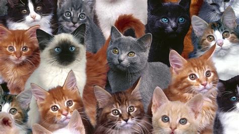 Кошки скачать фото обои для рабочего стола (картинка 8 из 9)