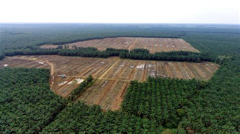 Berulang Kali Melonggarkan Sawit Di Kawasan Hutan Ekonomi Dan Bisnis