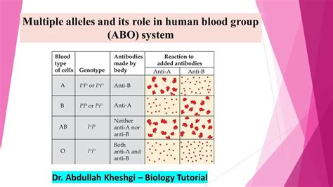 Multiple Alleles And Its Role In Human Blood Group Abo System Etea