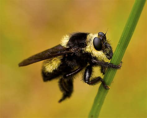 Bee Killerrobber Fly Black Band On Back Is Confusing Me