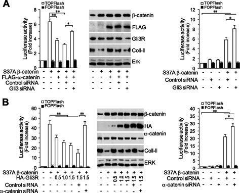 Catenin Inhibits Catenin T Cell Factor Lymphoid Enhancing Factor