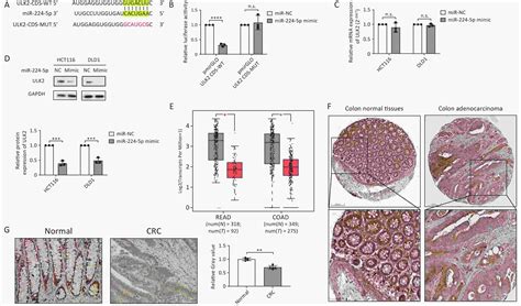 Exosome Transmitted Mir 224 5p Promotes Colorectal Cancer Cell