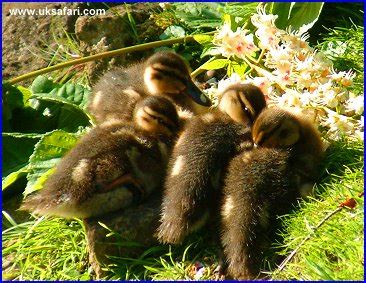 Mallard Ducklings - UK Safari