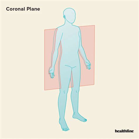 Anatomic Planes Terminology MSC Flashcards Quizlet