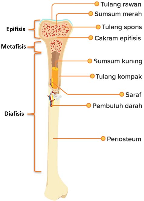 Pada Tulang Paha Bagian Yang Berfungsi Untuk Memf