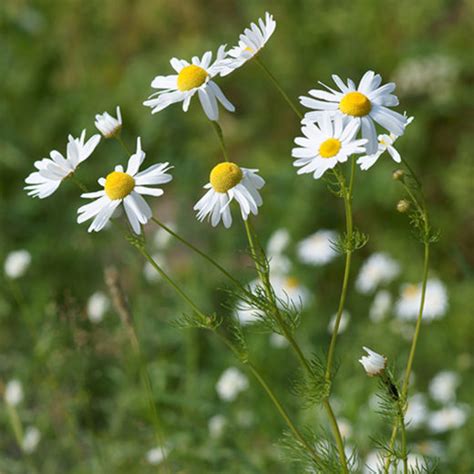 Funzionalità delle mucose dellapparato respiratorio BOTANICALS IL