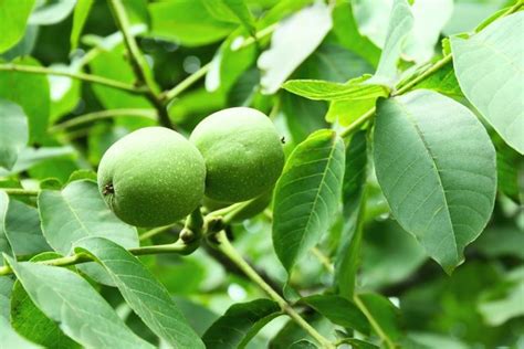 Il Noce Alberi Da Frutto Coltivare Noce