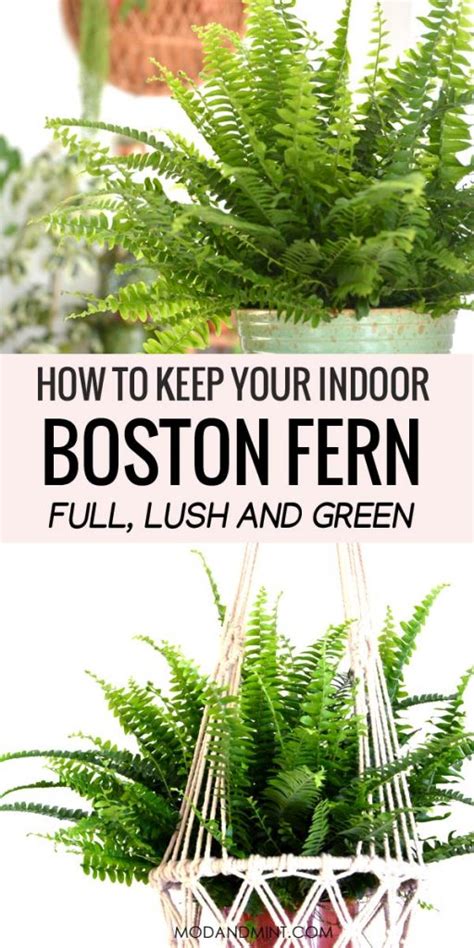 Indoor Boston Fern Care Guide