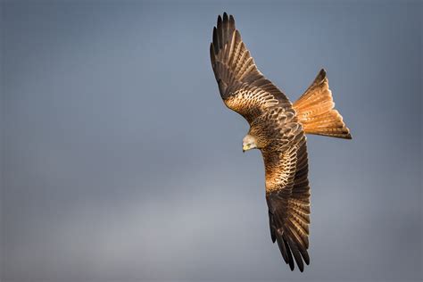 Red Kite Photography Workshop Drew Buckley Photography Pembroke