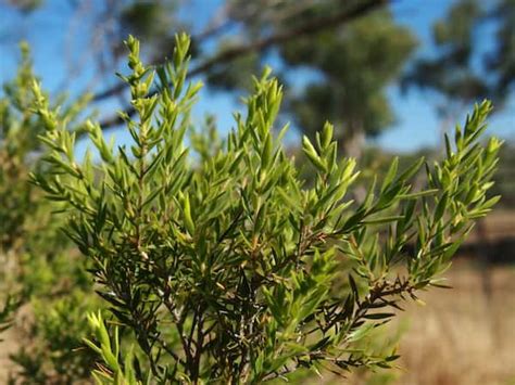 Melaleuca Bracteata Black Tea Tree