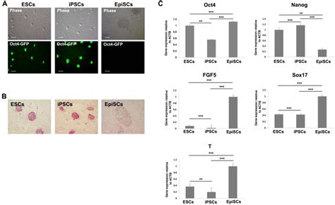 Figure From Mitochondrial And Metabolic Remodeling During