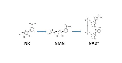 Nad⁺ Aging And Longevity