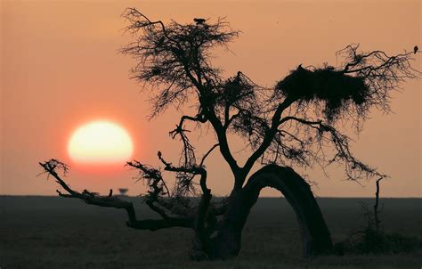 Serengeti Wallpapers - Top Free Serengeti Backgrounds - WallpaperAccess