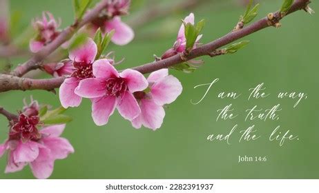 Pink Cherry Blossom Branch Bible Verse Stock Photo 2282391937 ...