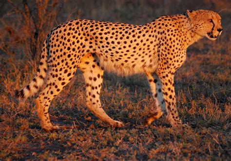 Hunting Cheetah | Cheetah Hunting in Namibia | Cheetah Hunting Safaris