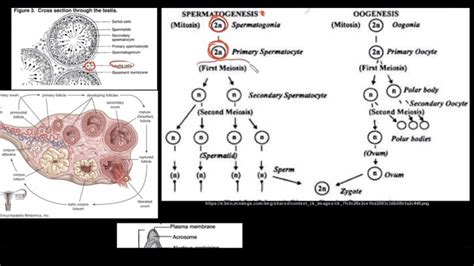 Grade 12 Life Sciences Human Reproduction Part 2 Youtube