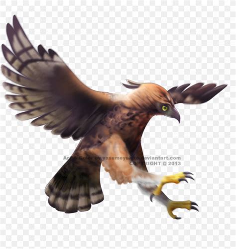 Javan Hawk-eagle Bald Eagle Bird, PNG, 869x920px, Java, Accipitriformes ...