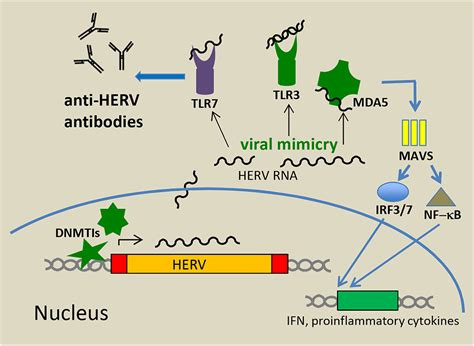 Frontiers Hervs New Role In Cancer From Accused Perpetrators To