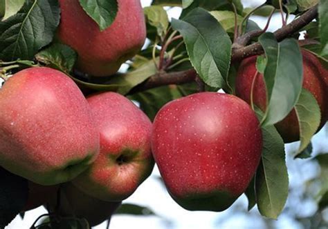 Яблоня Глостер - купить с доставкой по выгодным ценам в интернет ...